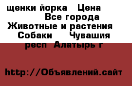 щенки йорка › Цена ­ 15 000 - Все города Животные и растения » Собаки   . Чувашия респ.,Алатырь г.